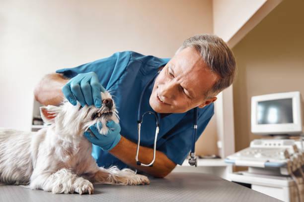 Best Emergency Dental Extractions in Bude, MS